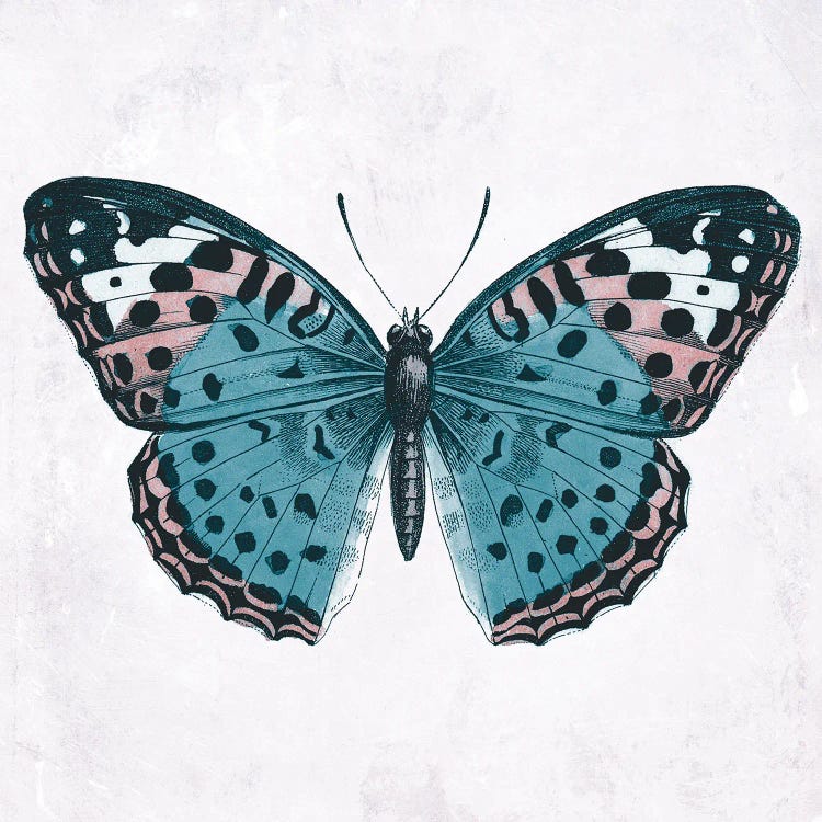 Butterfly II