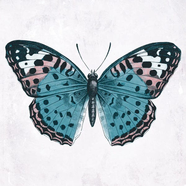 Vintage Animal Illustrations: Butterfly II by Jace Grey