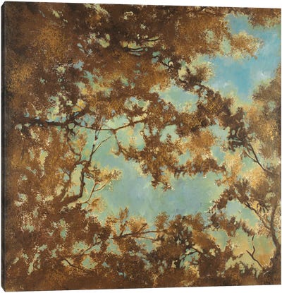 Tree Canopy Canvas Art Print - Liz Jardine