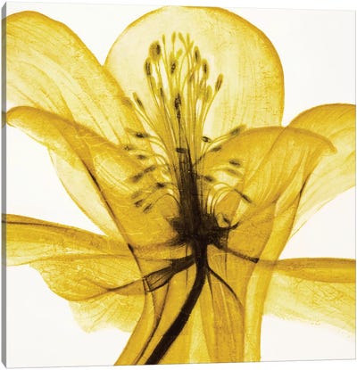 An Open Heart (Yellow) Canvas Art Print - Daffodil Art