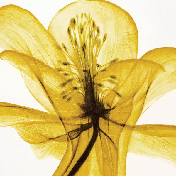 Daffodils: An Open Heart (Yellow) by Liz Jardine