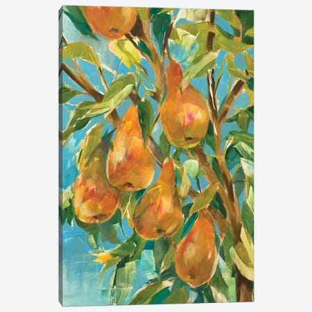 In A Pear Tree Canvas Print #JAR345} by Liz Jardine Art Print
