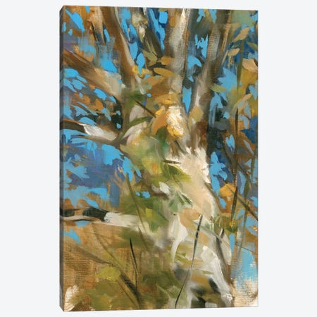 Oak Tree Canvas Print #JAR388} by Liz Jardine Canvas Art