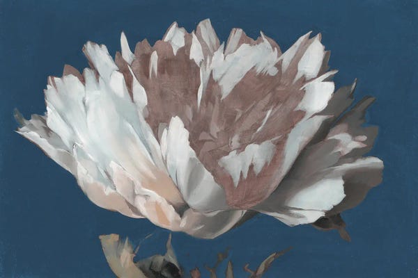 Liz Jardine: White Peony by Liz Jardine