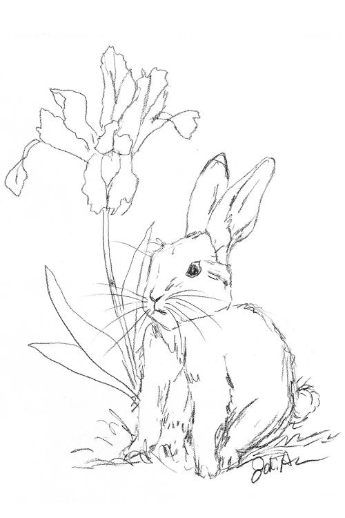Bunny Sketch Iris by Jodi Augustine wall art