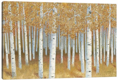 Forest of Gold Canvas Art Print - Aspen Tree Art