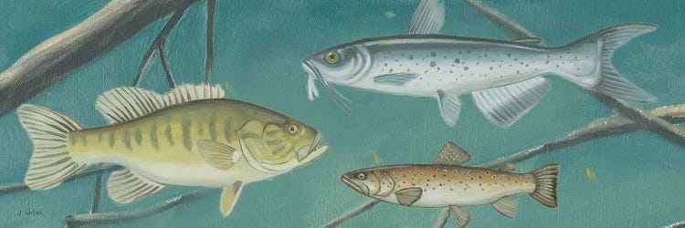 Fresh Catch III
