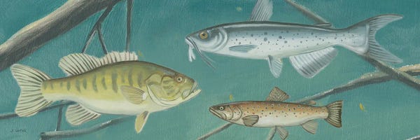 Bass: Fresh Catch III by James Wiens