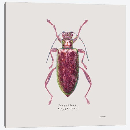 Adorning Coleoptera VI Sq Claret Canvas Print #JAW18} by James Wiens Canvas Print