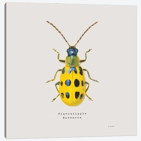 Adorning Coleoptera VII Sq Golden Canvas Print #JAW19} by James Wiens Art Print