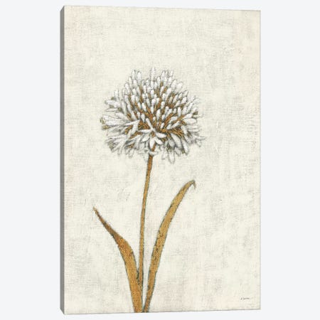 Shimmering Summer I Ivory Canvas Print #JAW52} by James Wiens Art Print