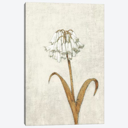 Shimmering Summer II Ivory Canvas Print #JAW54} by James Wiens Canvas Art