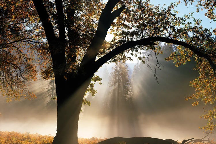 Sunrays Through The Fog by Jim Becia wall art
