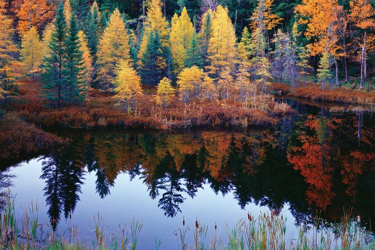 Tamarack Reflections by Jim Becia wall art