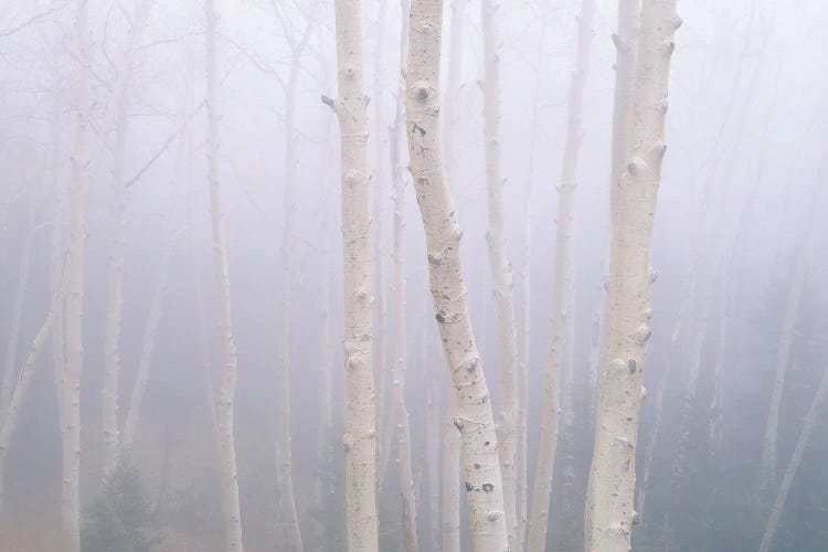 Aspens In The Fog