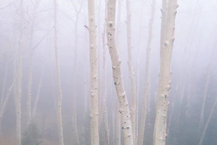 Aspens In The Fog