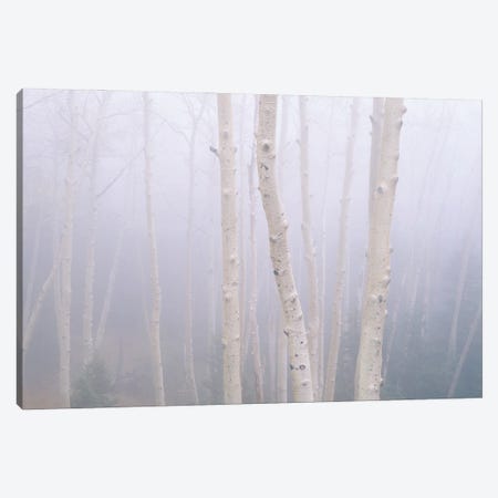 Aspens In The Fog Canvas Print #JBE2} by Jim Becia Canvas Art