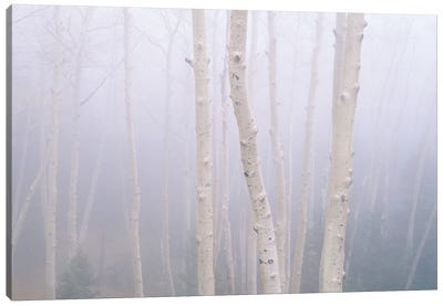 Aspens In The Fog Canvas Art Print