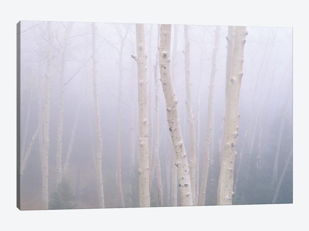 Aspens In The Fog by Jim Becia 1-piece Canvas Wall Art