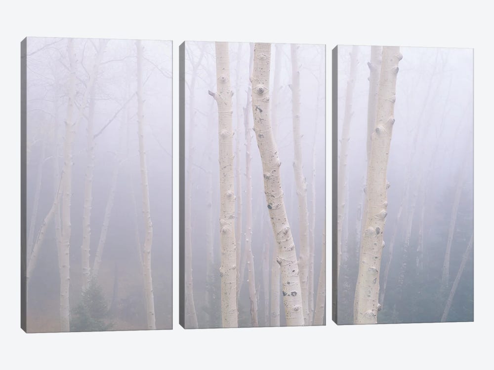 Aspens In The Fog by Jim Becia 3-piece Canvas Artwork