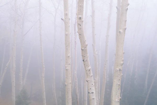 Aspens In The Fog