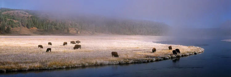 Bison Along The Firehole