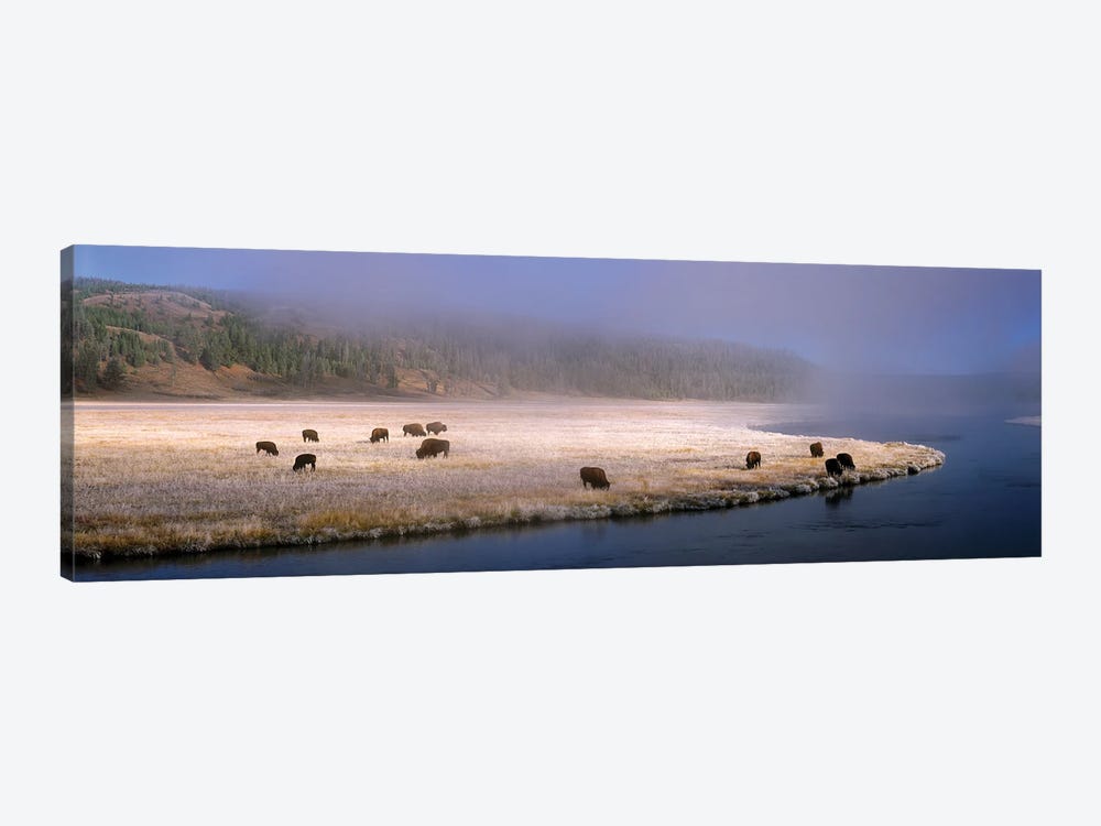 Bison Along The Firehole by Jim Becia 1-piece Art Print