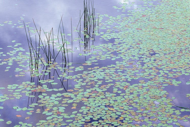 Damselfly And Lily Pads