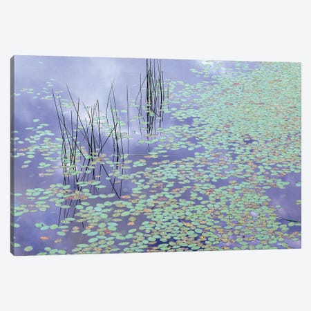 Damselfly And Lily Pads Canvas Print #JBE6} by Jim Becia Canvas Art Print