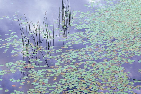Water Lilies: Damselfly And Lily Pads by Jim Becia