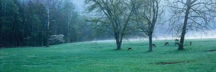 Foggy Morning And Deer