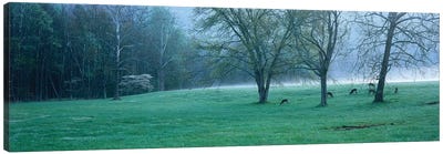 Foggy Morning And Deer Canvas Art Print