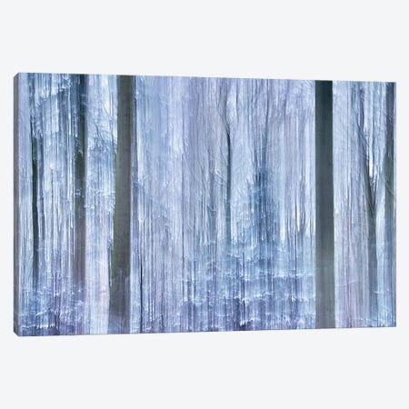 Awakening Forest Canvas Print #JBF113} by Jacob Berghoef Art Print