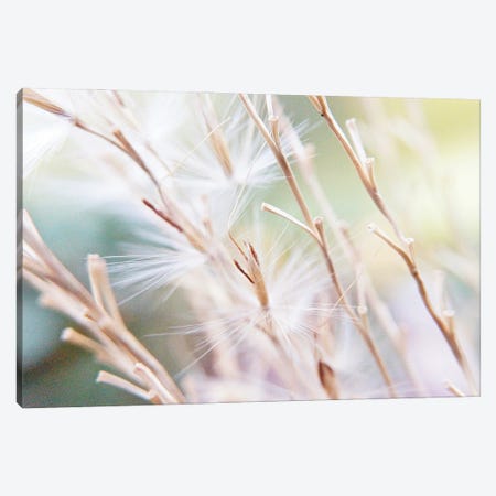 Untouched Canvas Print #JBF135} by Jacob Berghoef Canvas Wall Art