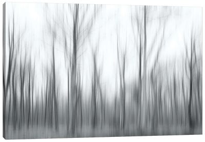 Shivering Trees Canvas Art Print - Jacob Berghoef