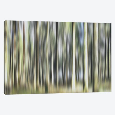 Laughing Pine Trees Canvas Print #JBF47} by Jacob Berghoef Canvas Artwork