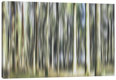 Laughing Pine Trees Canvas Art Print - Jacob Berghoef