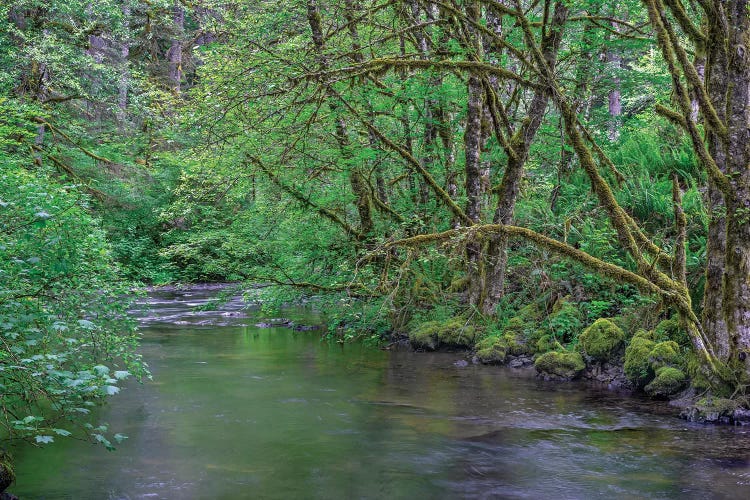 Oregon. Silver Falls State Park, spring flora, primarily maple and red alder