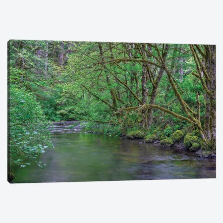 Oregon. Silver Falls State Park, spring flora, primarily maple and red alder Canvas Print #JBG21} by John Barger Canvas Wall Art