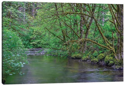Oregon. Silver Falls State Park, spring flora, primarily maple and red alder Canvas Art Print - Oregon Art