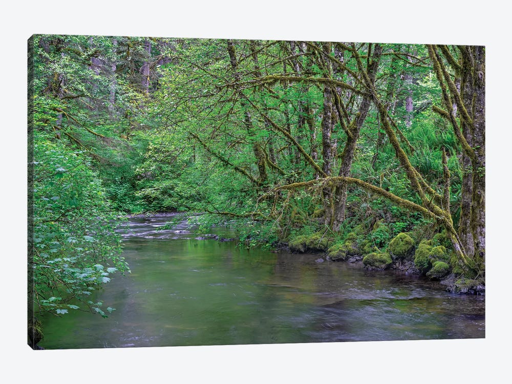 Oregon. Silver Falls State Park, spring flora, primarily maple and red alder by John Barger 1-piece Canvas Art Print