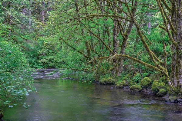 Oregon: Oregon. Silver Falls State Park, spring flora, primarily maple and red alder by John Barger