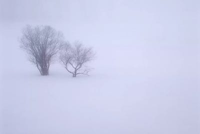USA, Oregon, Wallowa Lake State Park. Winter snow and fog among small trees. by John Barger canvas print
