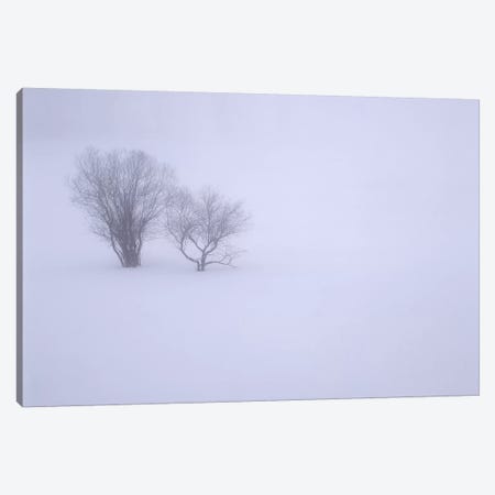 USA, Oregon, Wallowa Lake State Park. Winter snow and fog among small trees. Canvas Print #JBG32} by John Barger Art Print