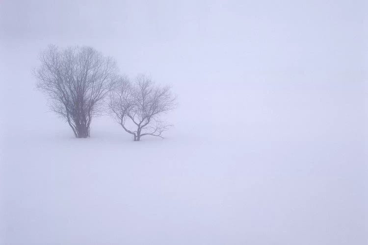 USA, Oregon, Wallowa Lake State Park. Winter snow and fog among small trees.