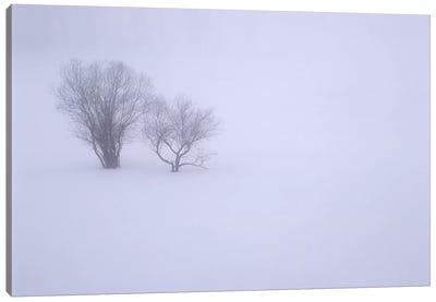 USA, Oregon, Wallowa Lake State Park. Winter snow and fog among small trees. Canvas Art Print