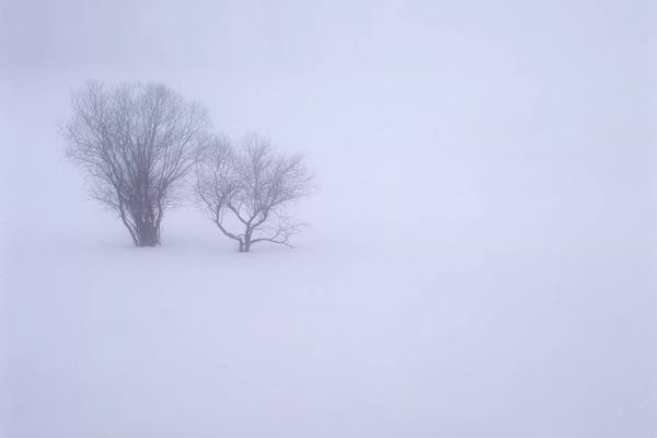 John Barger: USA, Oregon, Wallowa Lake State Park. Winter snow and fog among small trees. by John Barger