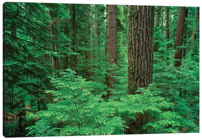 OR, Willamette NF. Middle Santiam Wilderness, Douglas fir giants rise above western hemlock Canvas Art Print - Danita Delimont Photography