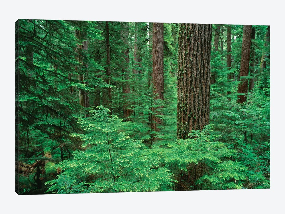 OR, Willamette NF. Middle Santiam Wilderness, Douglas fir giants rise above western hemlock by John Barger 1-piece Canvas Print