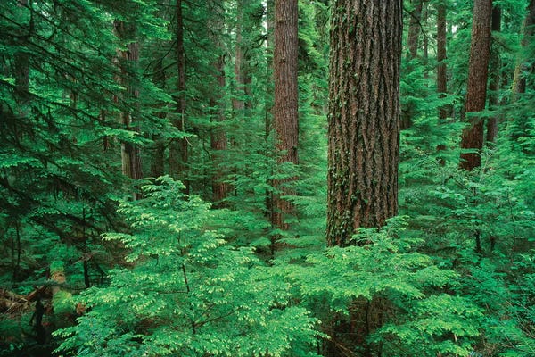 Oregon: OR, Willamette NF. Middle Santiam Wilderness, Douglas fir giants rise above western hemlock by John Barger